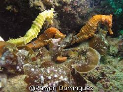 Sea horses. Sea of Cortéz, México. by Ramón Domínguez 